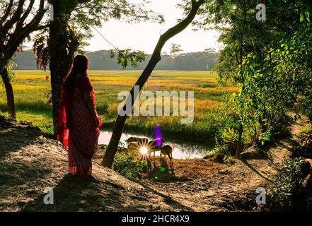 Une femme bengali debout devant un champ de paddy et une ferme domestique au Bangladesh . Banque D'Images