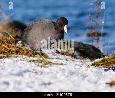 American Crat, Fulica americana, marche sur terrain enneigé Banque D'Images