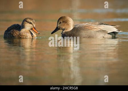 Paire de Gadwall, Mareca strespera, barboteuse mâle et femelle sur un étang avec reflet de couleur d'automne Banque D'Images