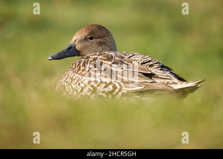 Une femelle de queue de canard, Añas acuta, se reposant dans un pré d'herbe Banque D'Images