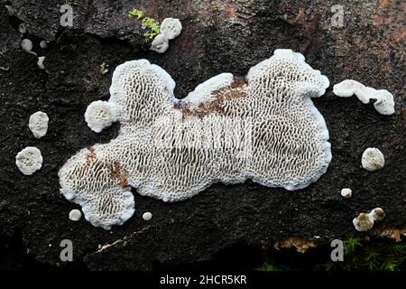 Datronia mollis, connue sous le nom de Mazegill commun, est un champignon de la Finlande Banque D'Images