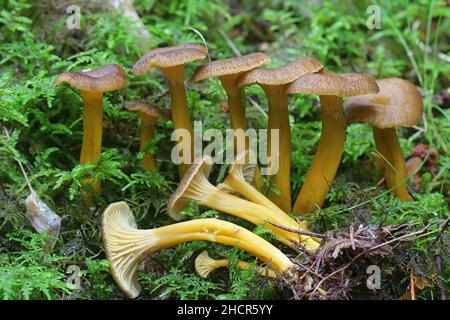 Craterellus tubaeformis (Cantharellus tubaeformis), connu sous le nom de jaunâtre, champignon d'hiver, ou chanterelle trompette, champignon sauvage comestible de Finlande Banque D'Images