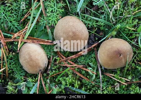 Apioperdon pyriforme, précédemment appelé Lycoperdon pyriforme, communément connu sous le nom de poire-forme ou puffball souche, champignon de Finlande Banque D'Images