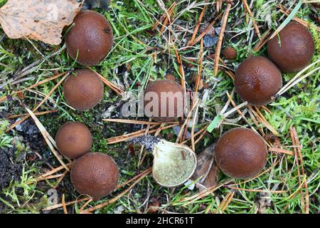 Apioperdon pyriforme, précédemment appelé Lycoperdon pyriforme, communément connu sous le nom de poire-forme ou puffball souche, champignon de Finlande Banque D'Images