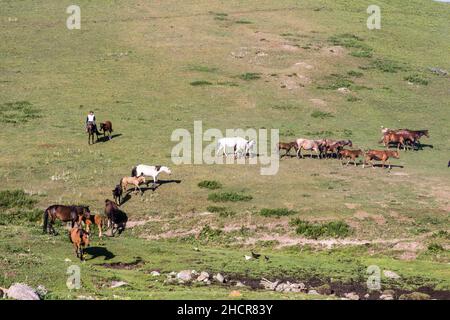 SONG KUL, KIRGHIZISTAN - 23 JUILLET 2018 : troupeau de chevaux dans les montagnes près du lac Song Kul, Kirghizistan Banque D'Images