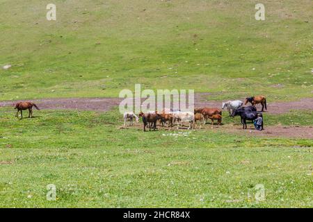 SONG KUL, KIRGHIZISTAN - 23 JUILLET 2018 : homme local qui traite une jument près du lac Song Kul, Kirghizistan Banque D'Images