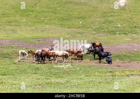 SONG KUL, KIRGHIZISTAN - 23 JUILLET 2018 : homme local qui traite une jument près du lac Song Kul, Kirghizistan Banque D'Images