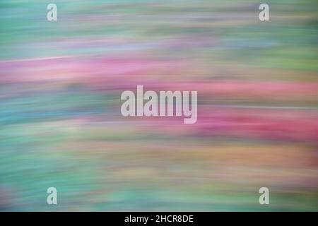 Un motif coloré.La photo est floue en effectuant un panoramique de l'appareil photo.Des hanches roses sur un rosier en automne. Banque D'Images