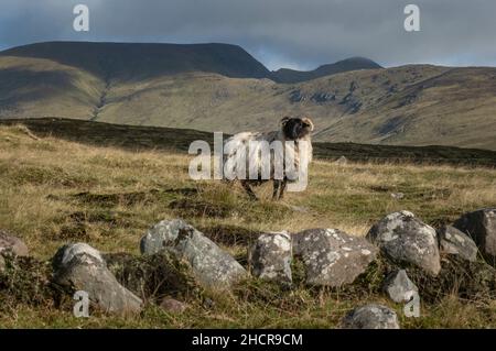 Un mouflon de montagne sur les vastes tourbières dans les montagnes du comté de Mayo en Irlande.cette race forte prospère dans les montagnes pauvres couvertes de tourbe. Banque D'Images