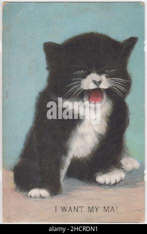 'Je veux ma!': Carte postale d'un chaton noir et blanc criant.Cette image d'un chaton enragé et exigeant a été utilisée avec une série de légendes au début du 20th siècle (une sorte de mémoire édouardien), d'autres légendes ont été utilisées comme « Je veux mon vote ! »Et « J'ai ma pension ! » Banque D'Images