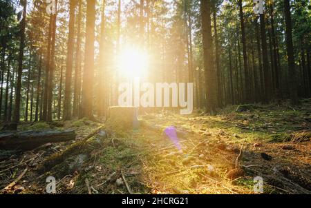 Rayons du soleil Shining à travers la forêt Banque D'Images