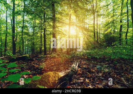 La forêt pittoresque d'arbres à feuilles caduques vert frais encadré par des feuilles, avec le soleil casting ses rayons chauds à travers le feuillage Banque D'Images