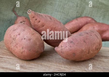 Tubercules de kamote, cultivar de la patate douce 'Ipomoea batatas', plante médicinale philippine à base de plantes, Californie, Banque D'Images