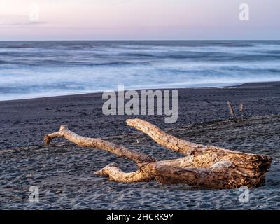 Un morceau de bois flotté s'est lavé sur la plage près du coucher du soleil au parc national Humboldt Lagoons, en Californie, aux États-Unis Banque D'Images