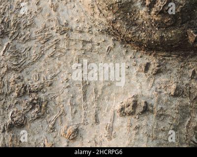 Vieux mur abîmé avec texture Banque D'Images