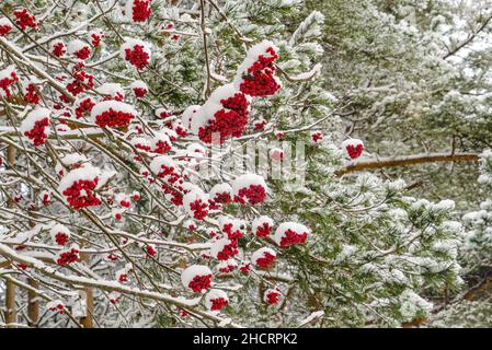 Des amas de cendres de montagne rouges sur les branches sont parsemés de neige blanche . Banque D'Images