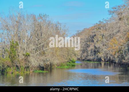 Vue sur les sources de Manatee et la rivière Suwannee.Le parc national de Manatee Springs se trouve à Chiefland, en Floride Banque D'Images