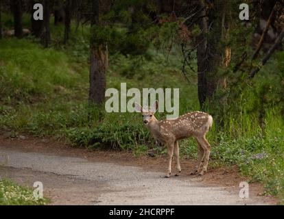 Jeune Mule Deer avec des spots se dresse sur la piste pavée dans le parc national de Yellowstone Banque D'Images