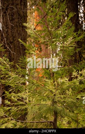 Jeune Pine avec Sequoia illuminant au loin dans Mariposa Grove de Yosemite Banque D'Images