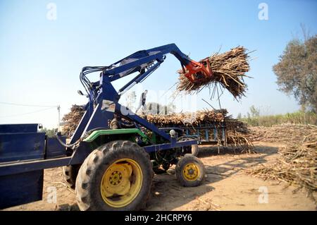 New Delhi, Inde.31st décembre 2021.Les agriculteurs d'un moulin à sucre, ont coupé des cannes à sucre pendant la saison de récolte, pendant de longues heures de travail pour apporter la canne aux sucreries de la périphérie de la capitale de New Delhi et de transformer la Jaggery,Qui est de sucre de canne traditionnel avec une couleur brune qui a consommé dans le sous-continent indien et l'Asie du Sud-est.Le 31 décembre 2021 à Khatoli, en Inde.(Photo de Ravi Batra/ Eyepix Group) crédit: EYEPIX Group/Alay Live News Banque D'Images