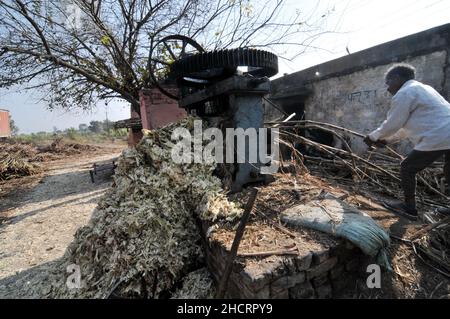 New Delhi, Inde.31st décembre 2021.Les agriculteurs d'un moulin à sucre, ont coupé des cannes à sucre pendant la saison de récolte, pendant de longues heures de travail pour apporter la canne aux sucreries de la périphérie de la capitale de New Delhi et de transformer la Jaggery,Qui est de sucre de canne traditionnel avec une couleur brune qui a consommé dans le sous-continent indien et l'Asie du Sud-est.Le 31 décembre 2021 à Khatoli, en Inde.(Photo de Ravi Batra/ Eyepix Group) crédit: EYEPIX Group/Alay Live News Banque D'Images