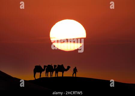 Merzouga, États-Unis.9 novembre 2021.Silhouette de trois chameaux et de leur maître contre le soleil levant dans le désert saharien au Maroc (Credit image: © Walter G Arce SR Grindstone Medi/ASP via ZUMA Press Wire) Banque D'Images