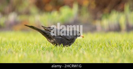 Turdus merula blackbird s'assoit sur une souche et mange des grains. Gros plan, mise au point sélective. Banque D'Images