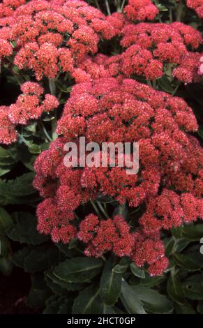 Gros plan de Hylotelephium spectabile (syn. Sedum spectabile) communément appelé crevette de pierre, plante de glace ou crevette de papillon. Banque D'Images