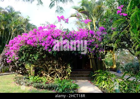 Parc national du Costa Rica Rincon de la Vieja - fleurs de Bougainvilliers pourpre Banque D'Images