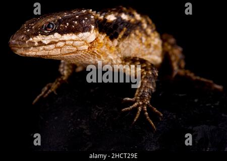 Lézard à cage tropicale (Cordylus tropidosternum) Banque D'Images