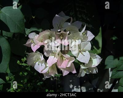 bougainvilliers fleurit dans mon jardin en thaïlande Banque D'Images