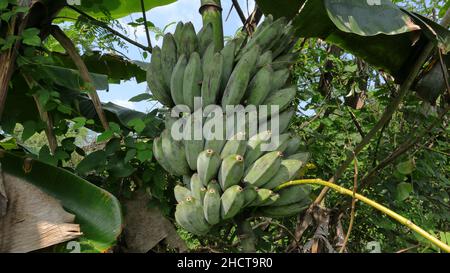 Gros plan de plantain de cendres mûres ou cuisson de fruits de banane dans une ferme Banque D'Images