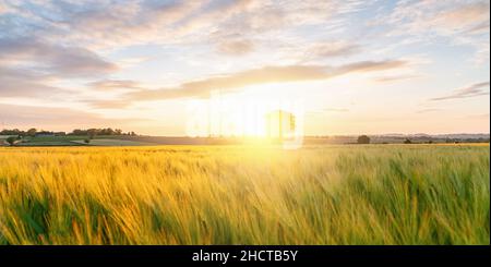 Gold Wheat Lied panorama avec arbre au coucher du soleil avec des nuages, campagne rurale Banque D'Images