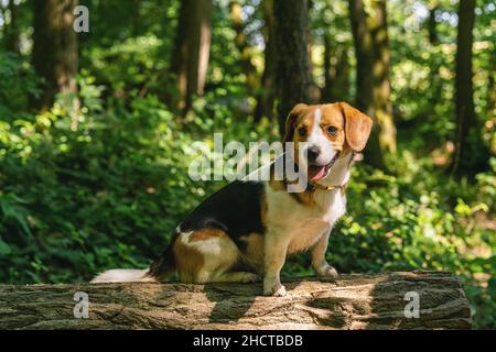 Beagle Dogs, portrait Banque D'Images