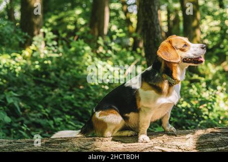 Beau chien de Beagle dans les bois, espace de copie pour votre texte individuel Banque D'Images