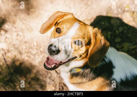 Portrait du beagle Banque D'Images