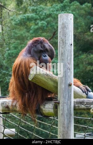 Angleterre, Dorset, Monkey World attraction, Orangutan Banque D'Images