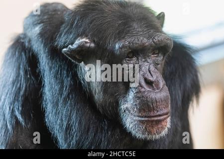 Angleterre, Dorset, Monkey World attraction, Chimpanzee Banque D'Images