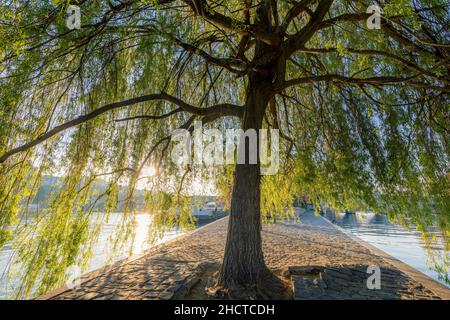 Paris, France - 11 mai 2021 : Seine avec gros arbre sur l'Ile de la Cité à Paris, France Banque D'Images