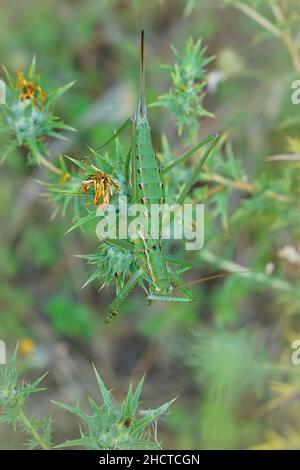 Gros plan vertical sur la femelle parthogénétique, en voie de disparition, d'un grand craquet vert prédateur Bush-Cricket , Saga pedo , se cachant dans la végétation dans le sud de la FRA Banque D'Images