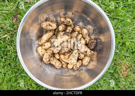 Un bol en acier inoxydable contient des pommes de terre Banana russes (Solanum tuberosum) fraîchement récoltées et creusées à Sydney, en Australie Banque D'Images