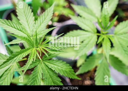 Marijuana plantes de végétation, culture de cannabis indica, chanvre CBD, culture de cannabis, feuilles de marijuana, arrière-plan vue de dessus Banque D'Images