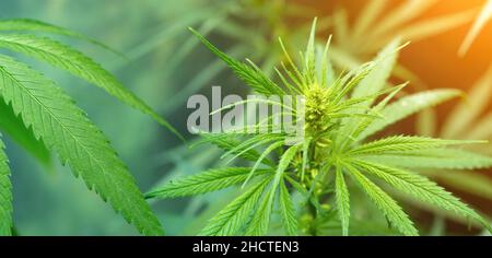 Concept de culture du cannabis contexte de la médecine alternative à base de plantes, huile de CBD Banque D'Images