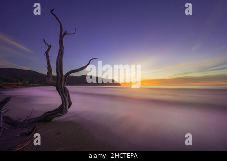Plage de Baratti et vieux tronc d'arbre au coucher du soleil. Piombino, Maremme Toscane, Italie. Exposition longue Banque D'Images