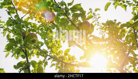 Des pommes mûres sur l'arbre Banque D'Images