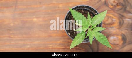 Plante mûre de marijuana avec des feuilles.Texture des plants de marijuana à la ferme intérieure de cannabis.Plants de cannabis en intérieur avec de jeunes plants de marijuana Banque D'Images