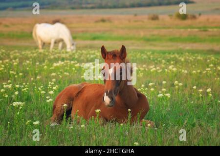 Jeune cheval reposant sur la prairie verte.Composition de la nature. Banque D'Images