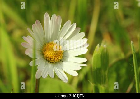 Gros plan d'une fleur de camomille blanche sur un arrière-plan flou Banque D'Images