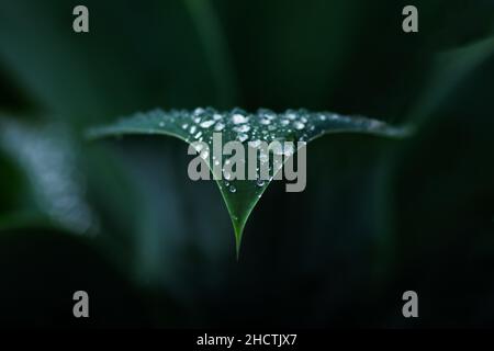 Macro photographie de l'Agave attenuata ou de la plante de la queue de bœuf prise après la pluie, montrant le détail de la pointe pointue de la feuille avec des gouttelettes d'eau sur le dessus Banque D'Images