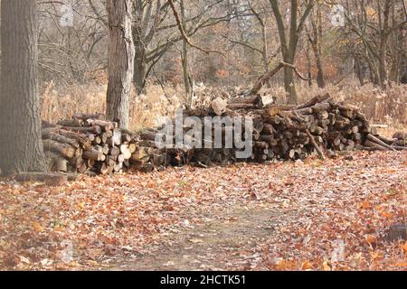 Énorme pile de bois de chauffage taillé empilé au milieu des bois sur une belle journée d'automne. Banque D'Images